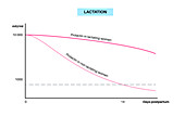 Lactation infographic, illustration