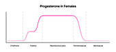 Female progesterone hormone lifecycle, illustration