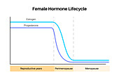 Female hormones lifecycle, illustration