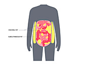 Visceral fat diagram, illustration