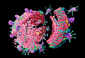Soap molecules destroying a coronavirus, illustration