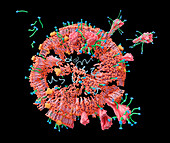 Soap molecules destroying a coronavirus, illustration
