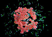 Soap molecules destroying coronavirus, illustration