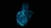 Heart scan, conceptual illustration
