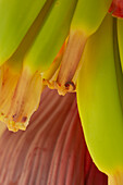 Banana flower (Musa sp.)
