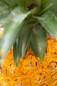 Pineapple (Ananas sp.)