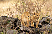 Lion cubs playing