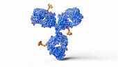Antibody drug conjugate, illustration