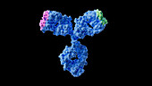 Bispecific antibody structure, illustration