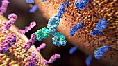 Bispecific antibody in action, illustration