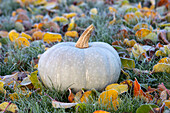 White and grey pumpkin on frozen autumn leaves