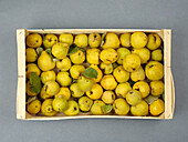 Wooden box with fresh quinces