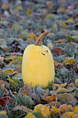 Spaghetti squash placed on frozen grass outdoors