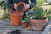 Planting strawberry 'Rubra' in a pot