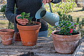 Planting strawberry 'Rubra' in pot