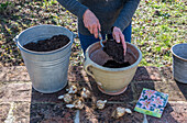 Lily 'Salmon Twinkle', planting flower bulbs