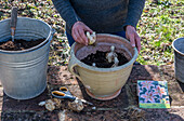 Lily 'Salmon Twinkle', planting flower bulbs