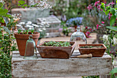 Sowing spider flower and Patagonian verbena