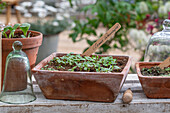 Sowing spider flowers