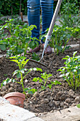 Mounding up potatoes