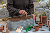 Sowing radish 'Marike'