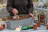 Sowing radish 'Marike' (Raphanus Sativus Var. Sativus) in a planter