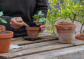 Pricking out bell vine (Cobaea scandens)