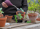 Pricking out bell vine (Cobaea scandens) in flower pots and watering