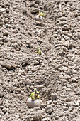 Planting potatoes