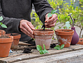 Pricking out bell vine (Cobaea scandens)