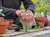 Pricking out bell vine (Cobaea scandens) in flower pots