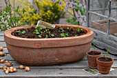 Turnip (Navette), sowing and seedlings in a pot