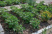 Potato cultivation