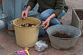 Planting gladiolus bulbs (Gladiolus) in a pot