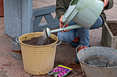 Planting gladioli in a pot- Watering