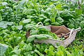 Harvesting spinach