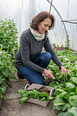 Woman harvesting spinach