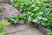 Freshly harvested spinach