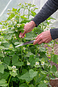 Harvest of garlic rocket (Alliaria petiolata)