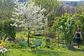 Garden with seating area with sour cherry 'Köröser Weichsel', tulips, weeping cherry, 