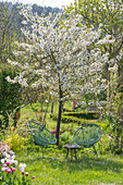 Sour cherry 'Köröser Weichsel' with tulips and foam blossom with chairs