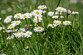 Daisy (Bellis perennis) in the meadow, close-up