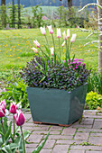 Planted pot with ground ivy, carnations, tulip 'Marilyn'