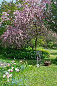 Ornamental apple and 'Marilyn' tulip in the garden