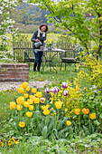 Tulip 'Marilyn 'Strong Gold', fan maple and seating in the garden