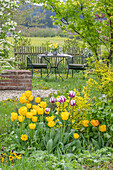 Seating in the garden, Tulip 'Marilyn' and 'Strong Gold', fan maple, lady's mantle