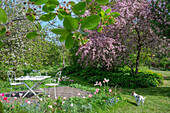 Flower bed with Lenz roses (Helleborus), tulip (Tulipa) 'Marilyn', forget-me-not (Myosotis) and peony in front of a seat under a flowering ornamental apple tree in the garden