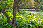 Spring roses and tulip 'Marilyn' under ornamental apple