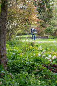 Lenz roses (Helleborus) and tulip (Tulipa) 'Marilyn' under ornamental apple tree in the garden