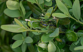 Buchsbaumzünsler, Schädling auf Buchsbaumhecke (Cydalima perspectalis), close-up